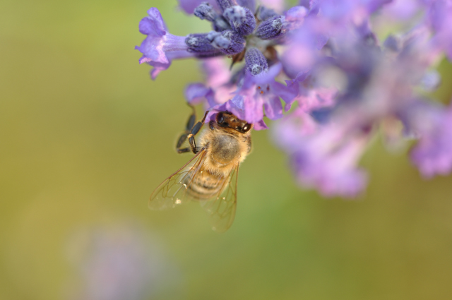 FRÜHJAHRS-AKTION : AN BIENEN DENKEN – BLUMEN SCHENKEN