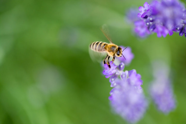 Resolution zum Biodiversitätsnotstand